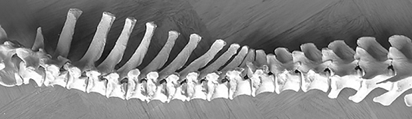 Stacks Image 222